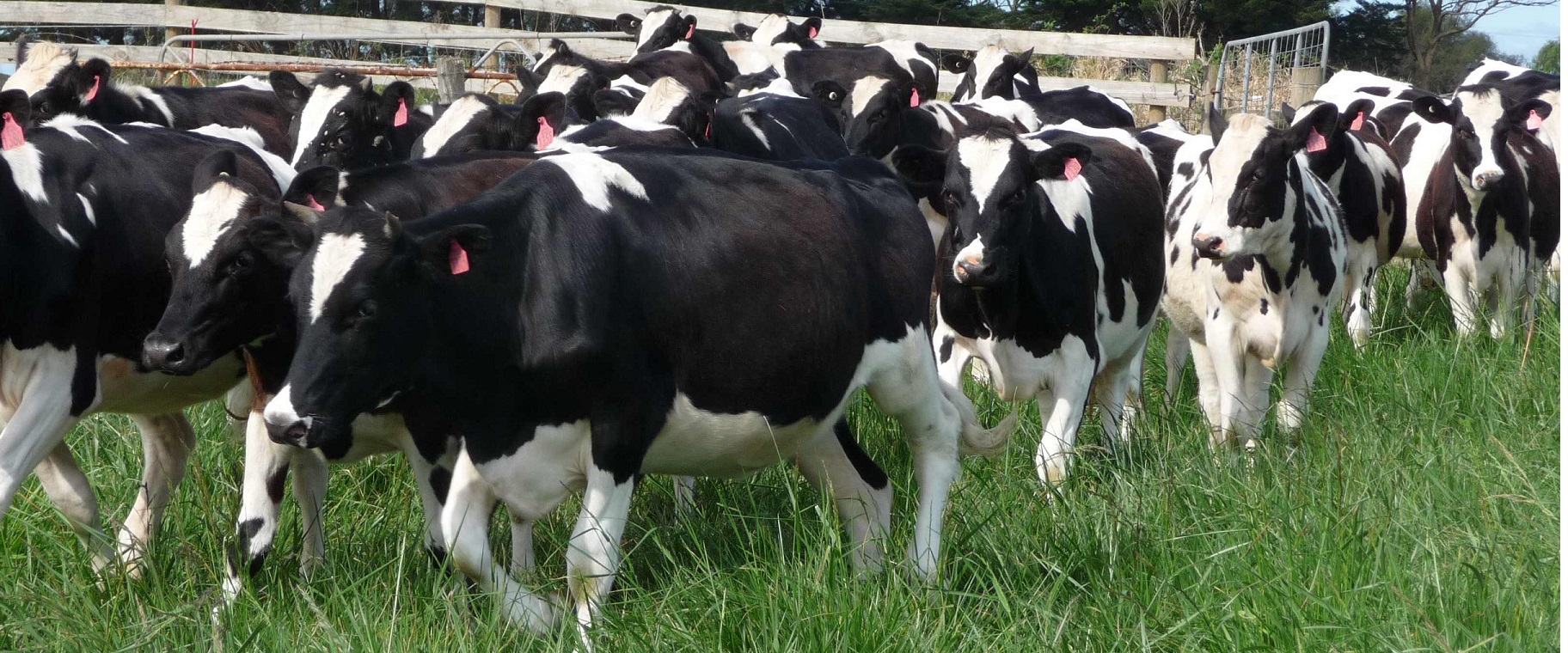 Bred Holstein heifers , milling cows and calves